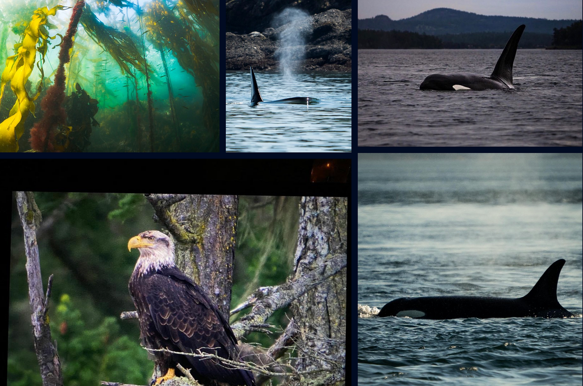 Freediving the Orca Trail on San Juan Island with Snow and Cy